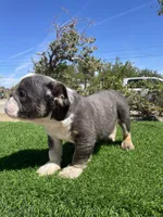Sully, a male English Bulldog for sale in Los Angeles, CA – 5 of 5