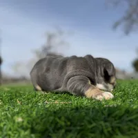 Rollz , a female English Bulldog for sale in Los Angeles, CA – Photo 2 of 9