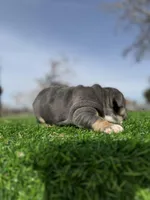 Rollz , a female English Bulldog for sale in Los Angeles, CA – Photo 2 of 9