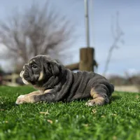 Rollz , a female English Bulldog for sale in Los Angeles, CA – Photo 1 of 9