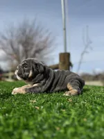 Rollz , a female English Bulldog for sale in Los Angeles, CA – Photo 1 of 9