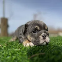 Rollz , a female English Bulldog for sale in Los Angeles, CA – Photo 7 of 9