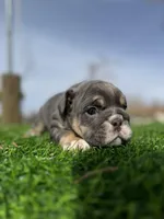 Rollz , a female English Bulldog for sale in Los Angeles, CA – Photo 7 of 9