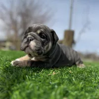 Rollz , a female English Bulldog for sale in Los Angeles, CA – Photo 4 of 9