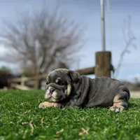 Rollz , a female English Bulldog for sale in Los Angeles, CA – Photo 9 of 9