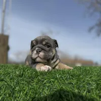 Rollz , a female English Bulldog for sale in Los Angeles, CA – Photo 5 of 9