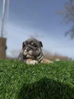 Rollz , a female English Bulldog for sale in Los Angeles, CA – Photo 5 of 9