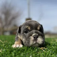 Rollz , a female English Bulldog for sale in Los Angeles, CA – Photo 3 of 9