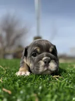 Rollz , a female English Bulldog for sale in Los Angeles, CA – Photo 3 of 9
