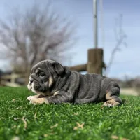 Rollz , a female English Bulldog for sale in Los Angeles, CA – Photo 8 of 9