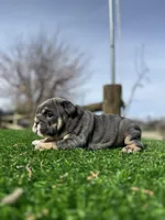 Rollz , a female English Bulldog for sale in Los Angeles, CA – Photo 8 of 9