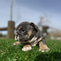 Rollz , a female English Bulldog for sale in Los Angeles, CA – Photo 6 of 9