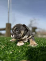 Rollz , a female English Bulldog for sale in Los Angeles, CA – Photo 6 of 9