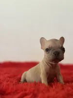 Yoda, a male French Bulldog for sale in Los Angeles, CA – 2 of 2