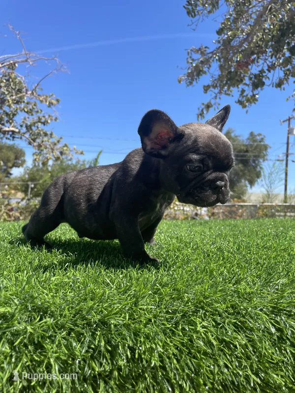 Shadow – French Bulldog puppy for sale in Los Angeles, CA