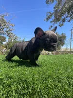 Shadow, a male French Bulldog for sale in Los Angeles, CA – 1 of 4