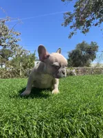 Caramel, a male French Bulldog for sale in Los Angeles, CA – 2 of 7