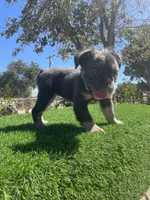 Dolly, a female English Bulldog for sale in Los Angeles, CA – 4 of 5