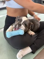 Sully, a male English Bulldog for sale in Los Angeles, CA – 2 of 7
