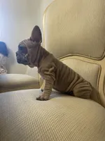 Goliath , a male French Bulldog for sale in Los Angeles, CA – 8 of 9