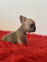 Cruella, a female French Bulldog for sale in Los Angeles, CA – 2 of 4