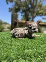 Violet, a female French Bulldog for sale in Los Angeles, CA – 5 of 7