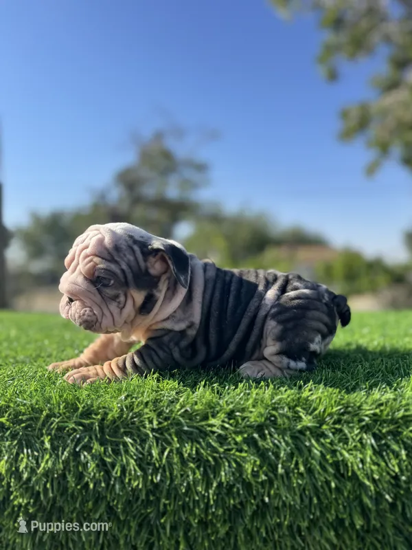 ROLLZ – English Bulldog puppy for sale in Los Angeles, CA