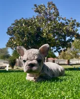 Dolly , a female French Bulldog for sale in Los Angeles, CA – 4 of 4