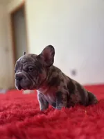 Spots , a female French Bulldog for sale in Los Angeles, CA – 2 of 7