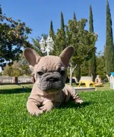 Goliath , a male French Bulldog for sale in Los Angeles, CA – 5 of 9