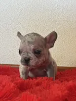 Dolly, a female French Bulldog for sale in Los Angeles, CA – 7 of 7
