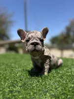 Violet, a female French Bulldog for sale in Los Angeles, CA – 1 of 7