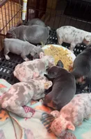 Frenchies, a female French Bulldog for sale in Los Angeles, CA – Photo 2 of 2