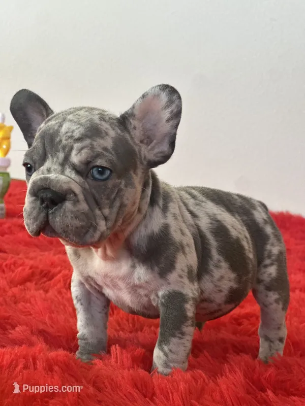 Spots  – French Bulldog puppy for sale in Los Angeles, CA