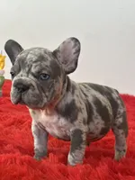 Spots , a female French Bulldog for sale in Los Angeles, CA – 1 of 7