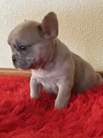 MooMoo, a female French Bulldog for sale in Los Angeles, CA – 2 of 4