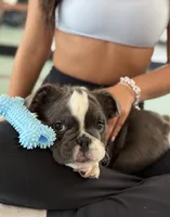 Sully, a male English Bulldog for sale in Los Angeles, CA – 4 of 7