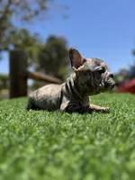 Violet, a female French Bulldog for sale in Los Angeles, CA – 7 of 7