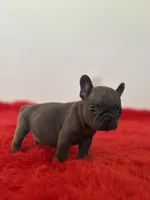 Bingo, a male French Bulldog for sale in Los Angeles, CA – 3 of 8