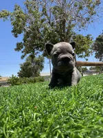 TINY, a female French Bulldog for sale in Los Angeles, CA – 4 of 6