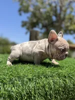 Thor, a male French Bulldog for sale in Los Angeles, CA – 1 of 7