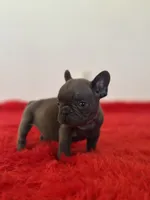 Bingo, a male French Bulldog for sale in Los Angeles, CA – 5 of 8