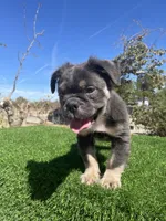 Dolly, a female English Bulldog for sale in Los Angeles, CA – 2 of 5