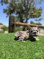Violet, a female French Bulldog for sale in Los Angeles, CA – 2 of 7