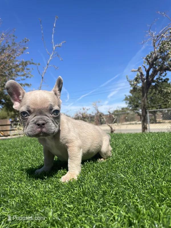 Caramel – French Bulldog puppy for sale in Los Angeles, CA