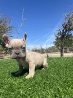 Caramel, a male French Bulldog for sale in Los Angeles, CA – 1 of 7