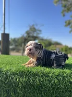ROLLZ, a female English Bulldog for sale in Los Angeles, CA – 10 of 10
