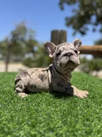 Violet, a female French Bulldog for sale in Los Angeles, CA – 4 of 7