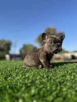 Bingo, a male French Bulldog for sale in Los Angeles, CA – 5 of 7