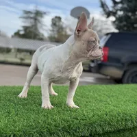 BluEyes, a male French Bulldog for sale in Los Angeles, CA – Photo 4 of 6